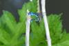 Enallagma cyathigerum